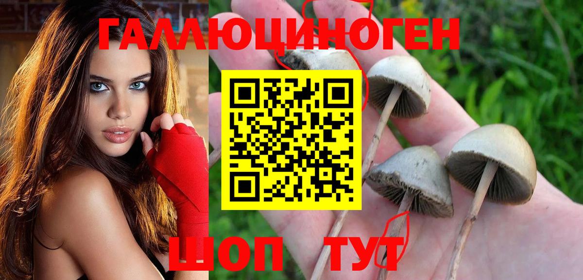 Галлюциногенные грибы Cubensis  Вход с VPN  Гусев 